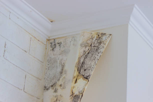 Professional Mold Removal in Lone Pine, CA